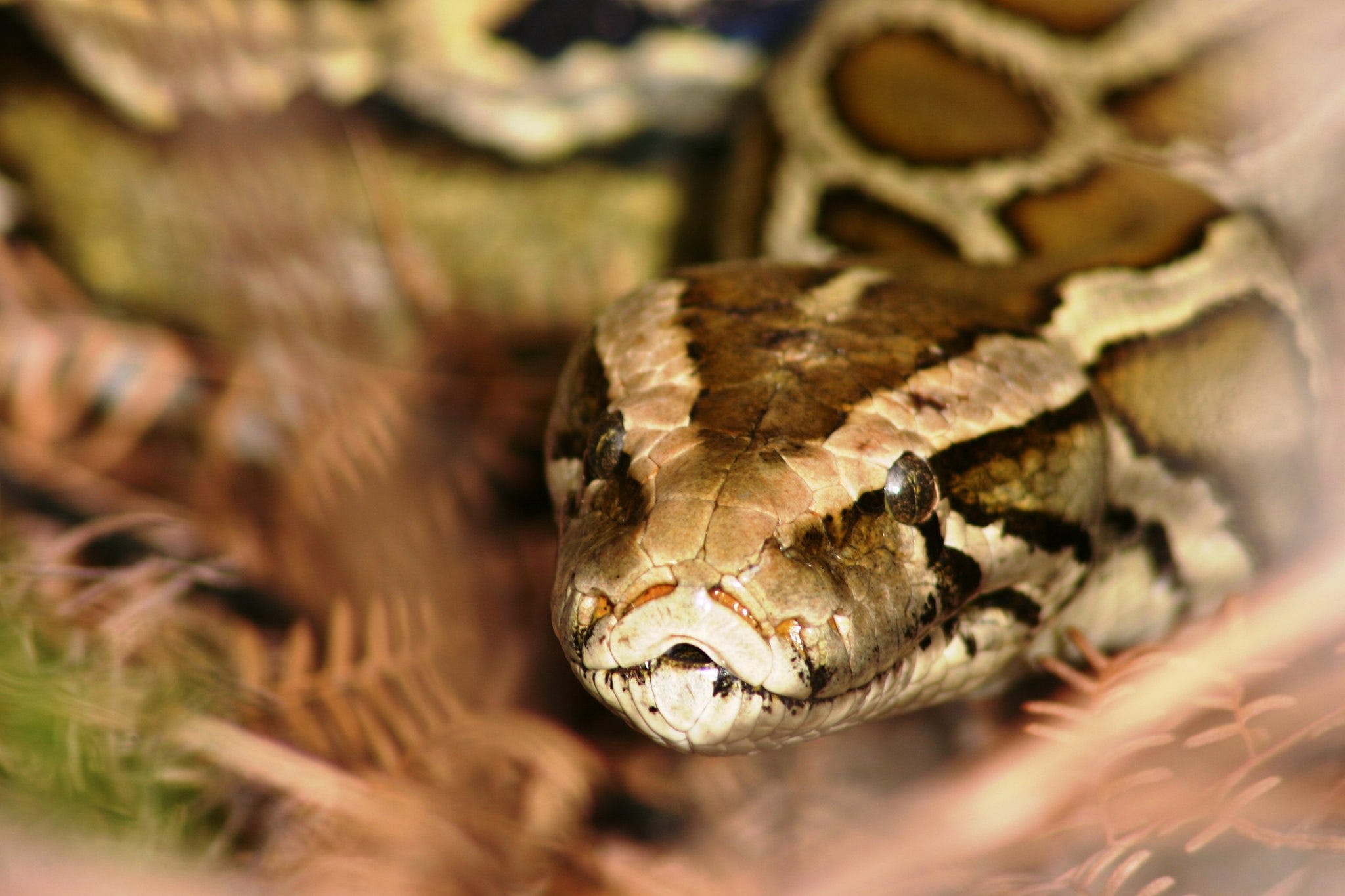 Close up shot of a Burmese python
