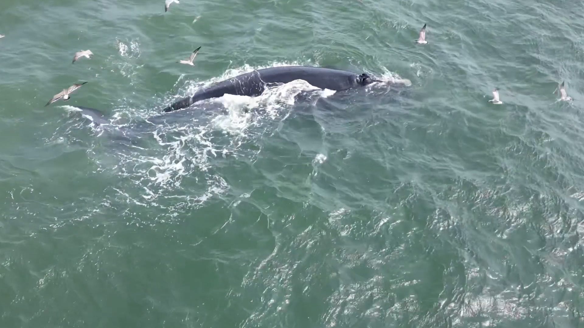 Whale and Dolphin Conservation North America | If you see a