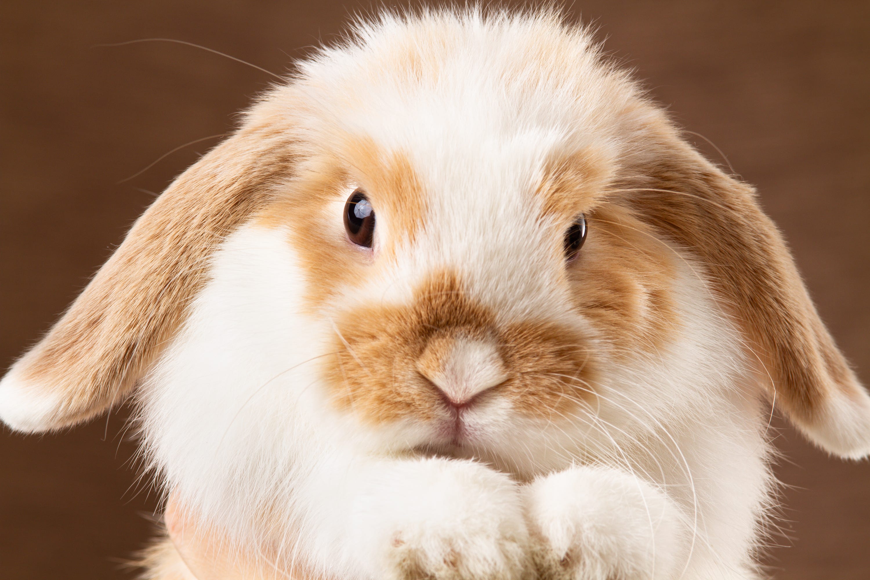 The muzzle of a pet rabbit, which the owner holds in his arms. The rabbit of the mini lop breed. Close-up.
