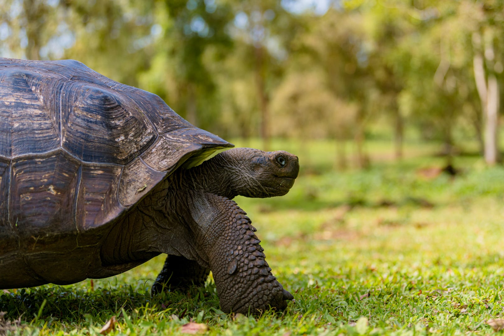 Giant tortoise in Santa Cruz Island in the Galápagos.