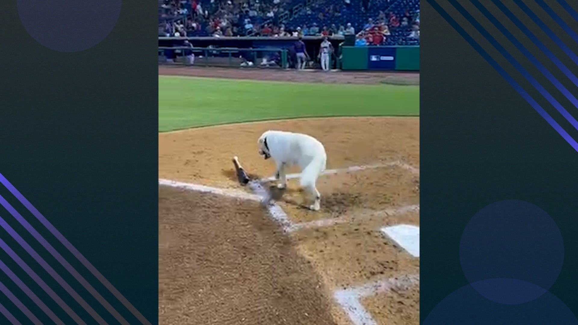 13-year-old Layla retires from her job as a devoted bat dog for the Clearwater Threshers after 6 years of service.