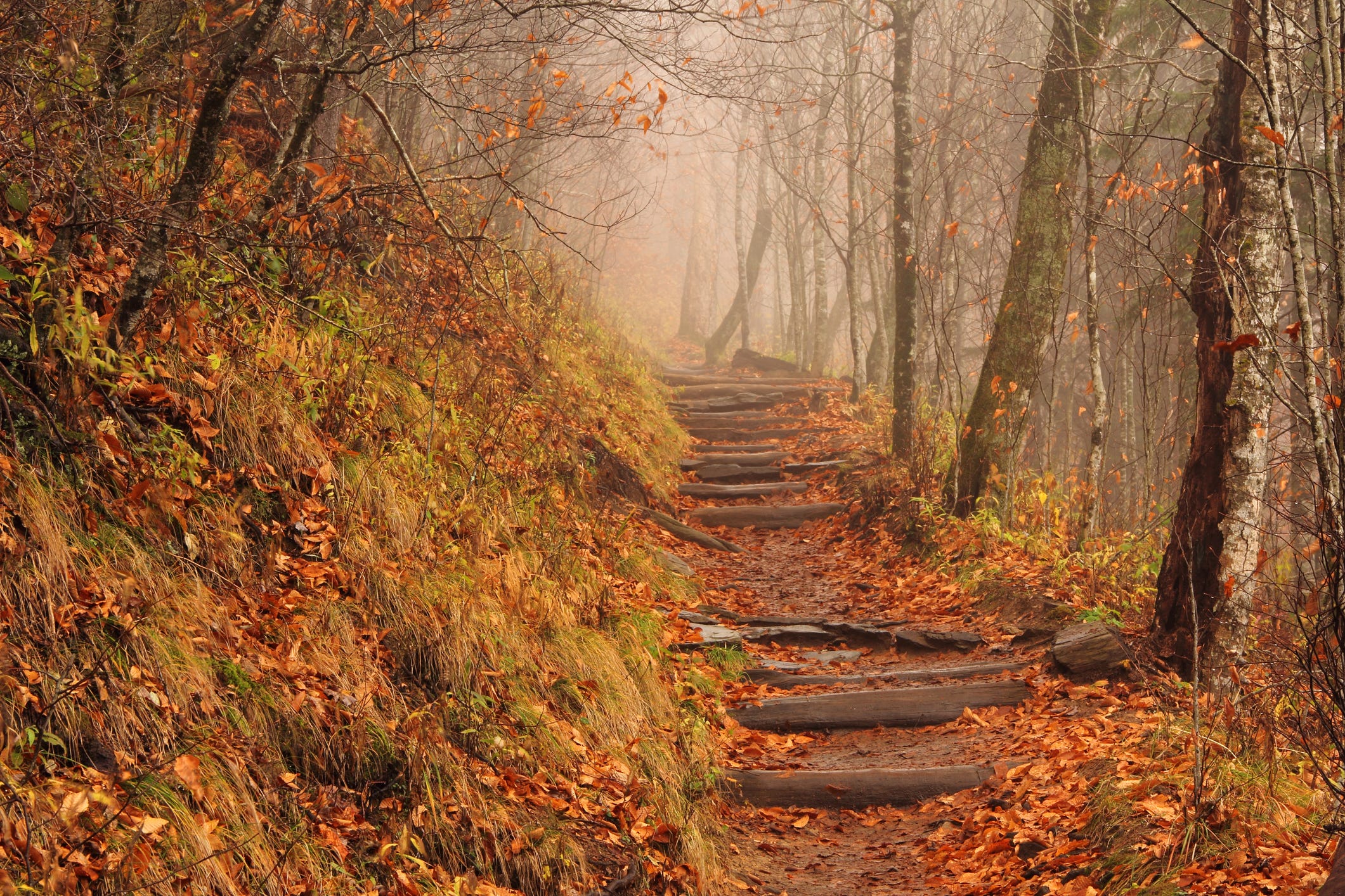 Fog settles over a stretch of the Appalachian Trail in Great Smoky Mountains National Park's Newfound Gap in this file photo from 2015.