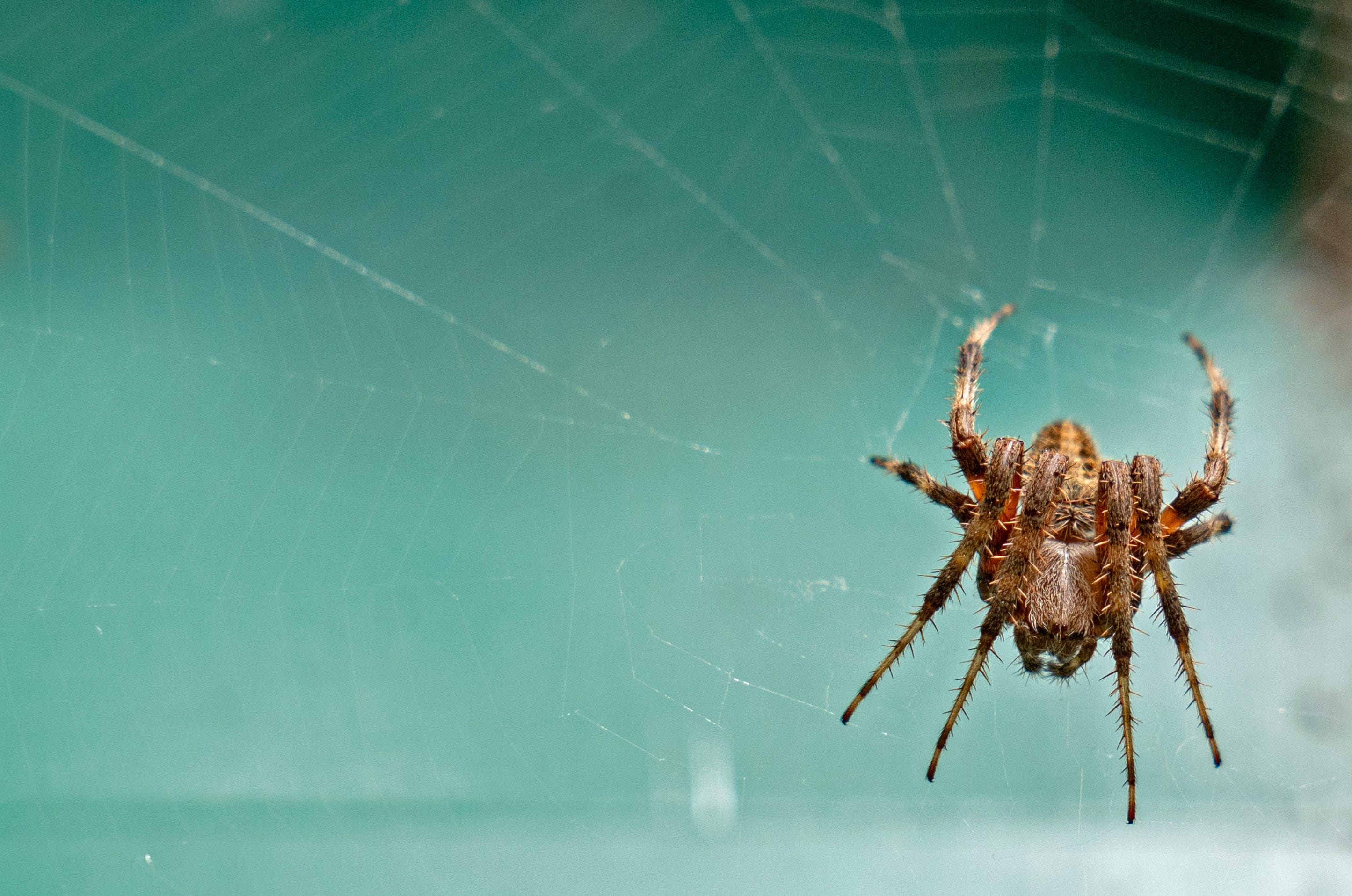 A spider sits on its web Friday, Sept. 13, 2024 at a northside home in Indianapolis.