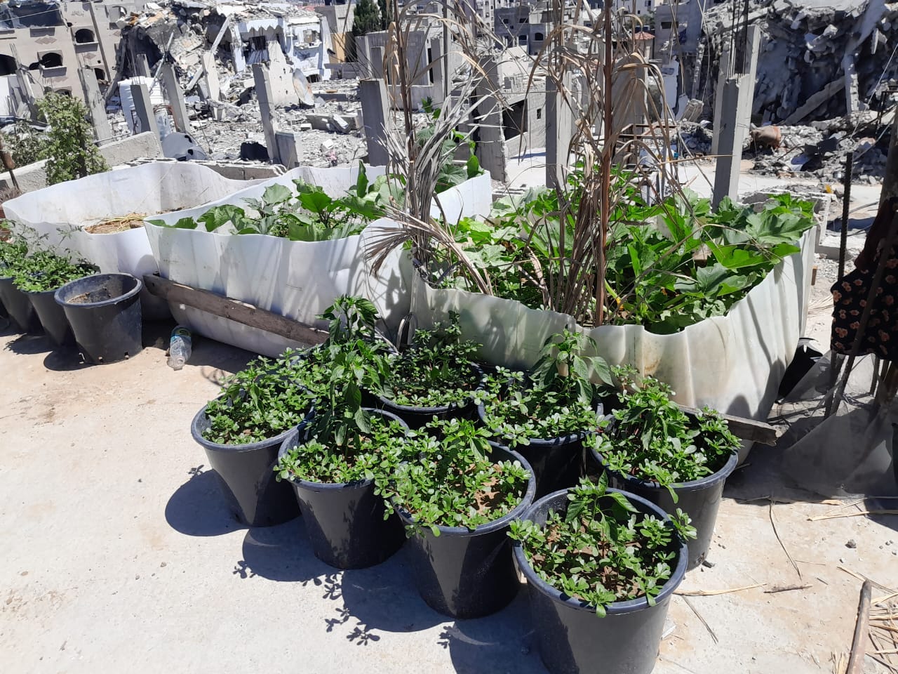 Mohammad Abu Matar's rooftop garden in northern Gaza in the summer of 2024.