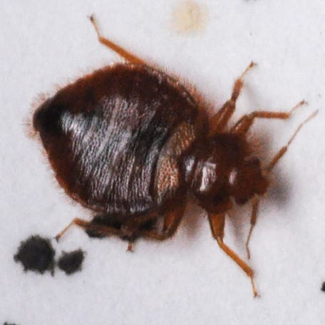 A live adult bed bug crawls around a Petri dish of Jinbo Song, a Phd candidate studying them in the entomology lab at Clemson University under Eric Benson in May 2019. Mr. Song looks at several varieties in different stages.