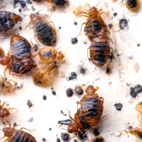 Several live adult bed bug crawls around a sealed jar with a breathable mesh kept by Jinbo Song, a Phd candidate in the entomology lab at Clemson University under Eric Benson in May 2019.