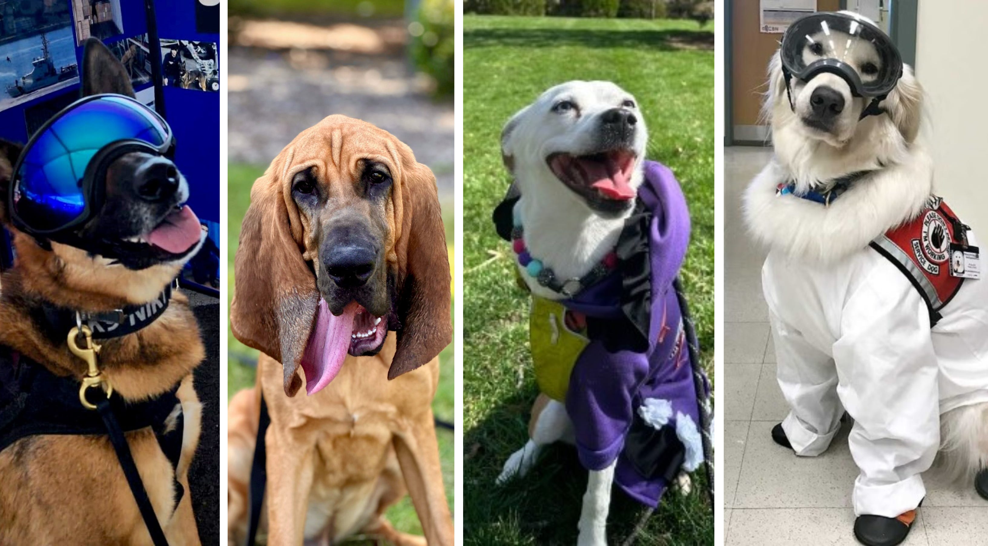 L-R: Nikki, Bo, Penny, Sampson; finalists for the 2024 American Humane Hero Dog Awards.