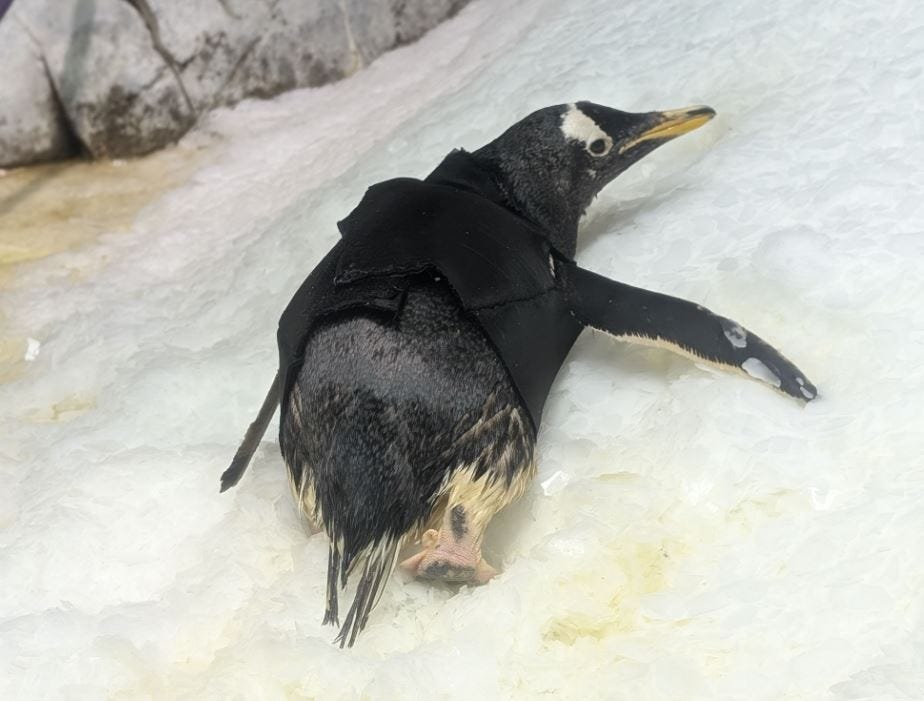 Bridget, a 37-year-old Gentoo penguin, pictured with her custom wetsuit as she lays on ice.