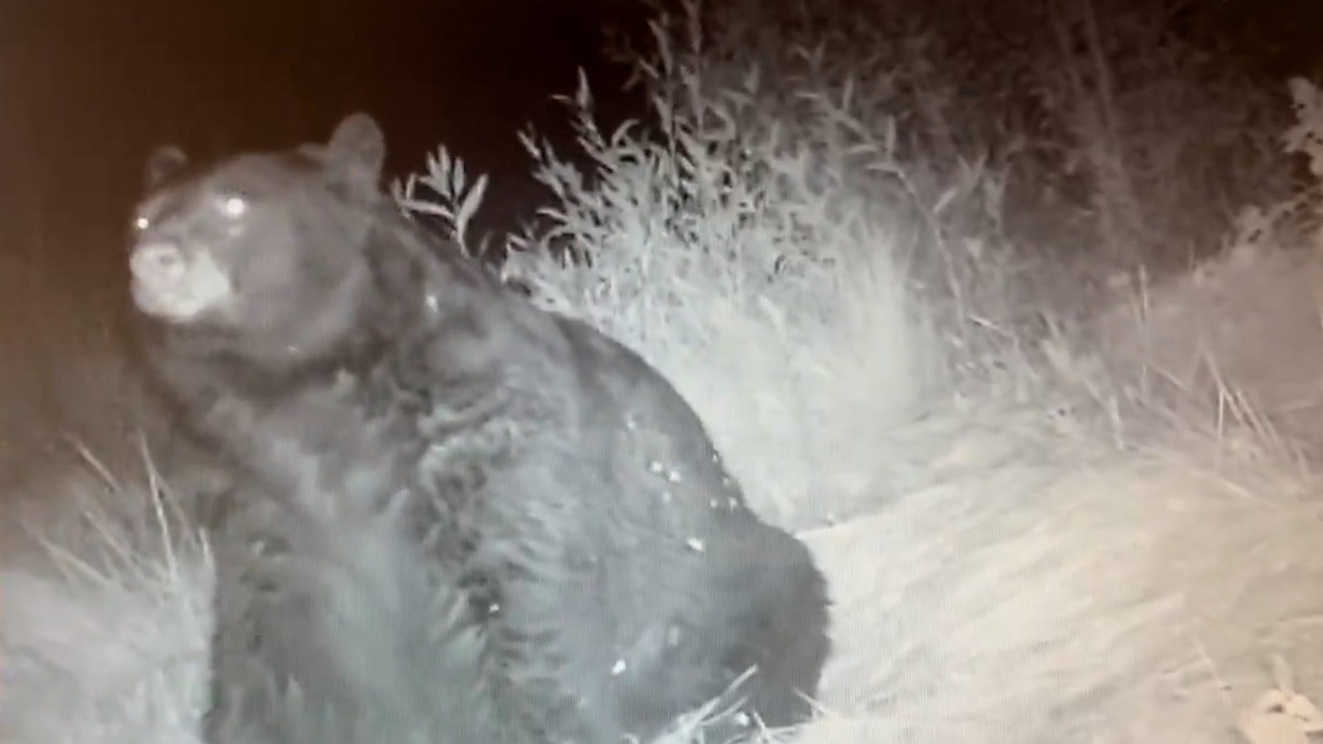 A chunky bear the Colorado Parks and Wildlife Southwest Region captured on camera.