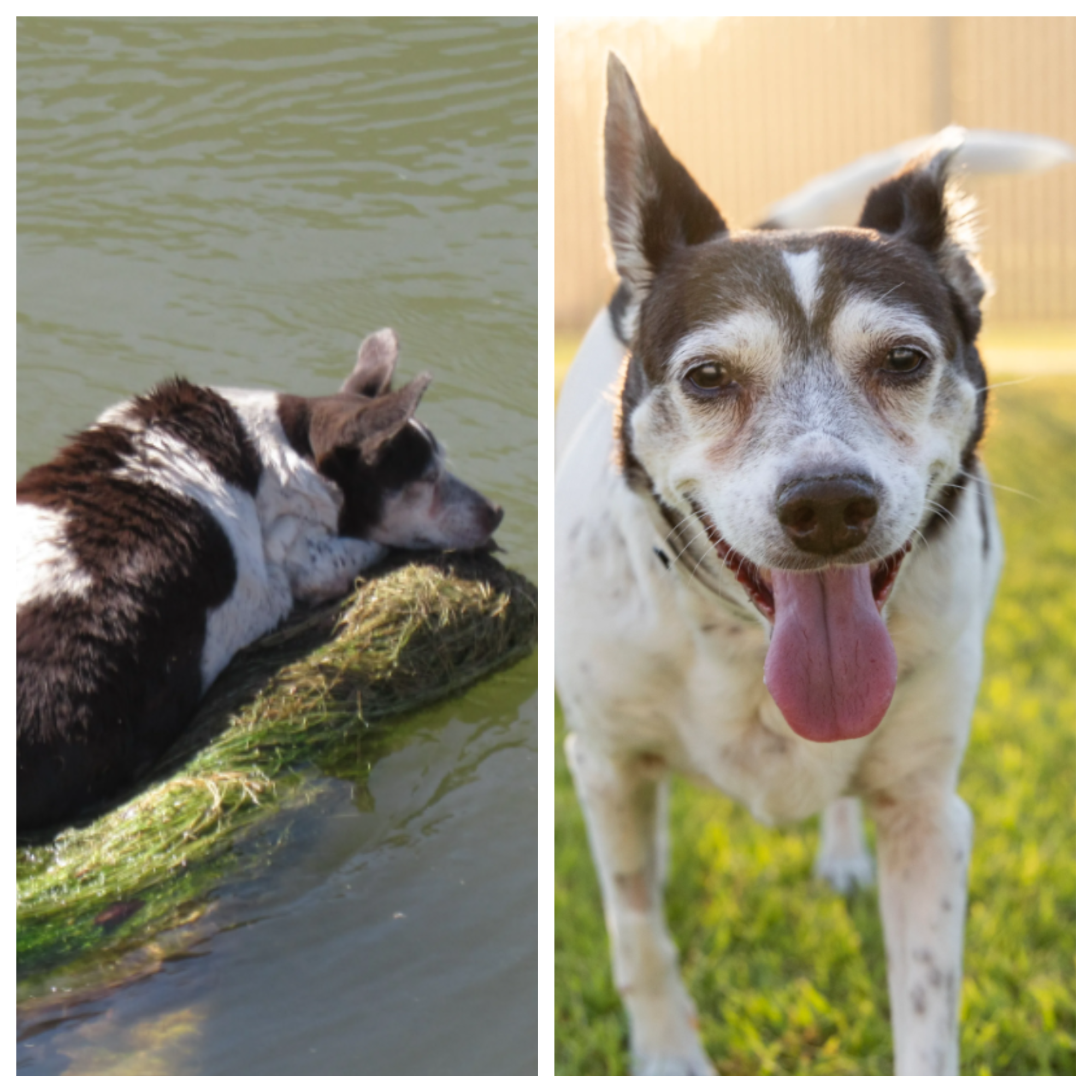 Dorothea was found clinging to a partially submerged shopping cart in an Arizona canal before some good humans came to the rescue.