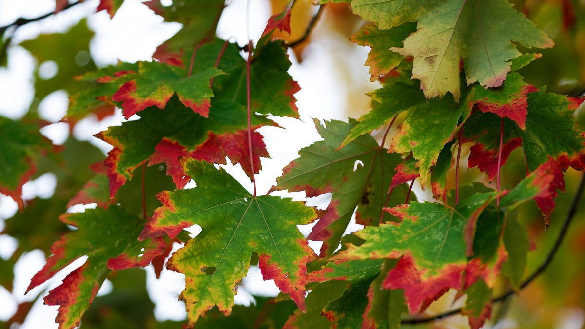 Dry days, cool temperatures continue through the week Dry days, cool temperatures continue through the week
