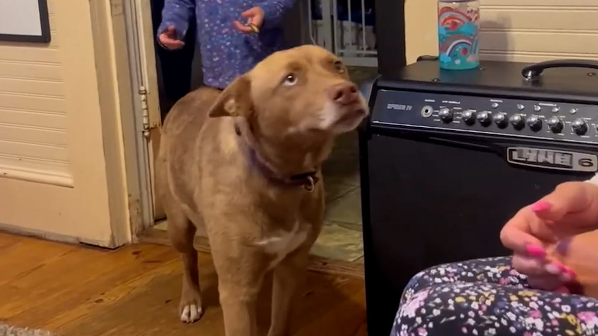 Huskey mix reunited with owner after five months THUMB 2