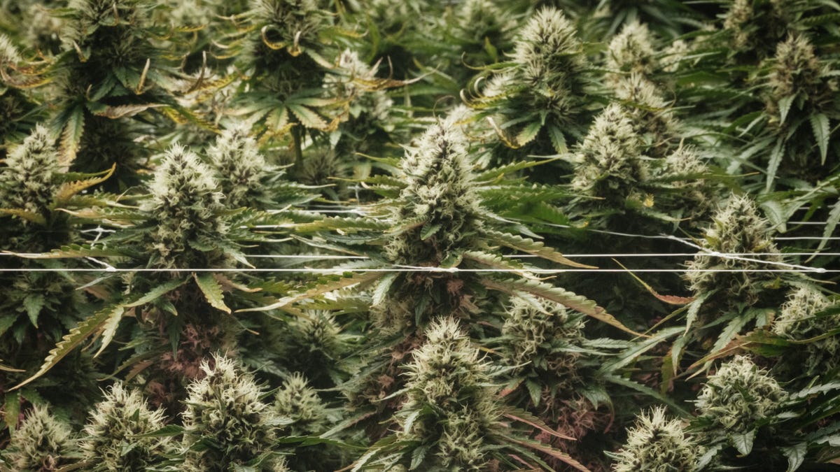 Are edibles better for you than smoking weed? New study suggests not Are edibles better for you than smoking weed? New study suggests not