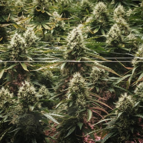 Cannabis, commonly known as marijuana, is displayed at the Great Smokey Cannabis Company's shop located on the Qualla Boundary, the homeland of the sovereign Eastern Band of Cherokee Indians (EBCI), in Cherokee, North Carolina, on November 2, 2024.