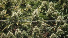 Are cannabis edibles healthy? New study raises surprising concerns