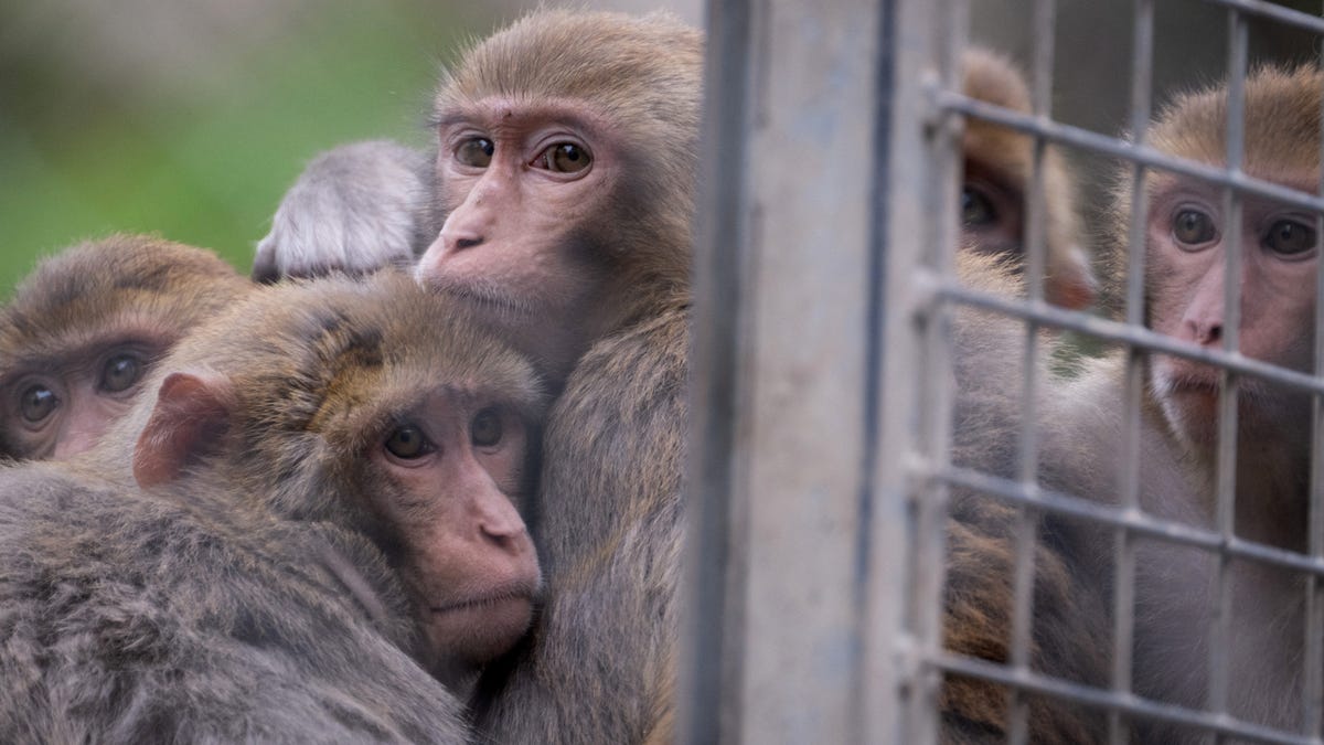 Monkeys still on the loose in South Carolina as authorities scramble to recapture them Monkeys still on the loose in South Carolina as authorities scramble to recapture them