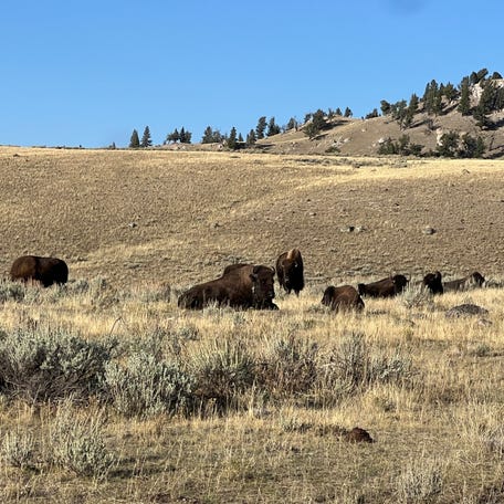 Once nearly extinct, Yellowstone now boasts the largest bison population on public lands, according to the park.