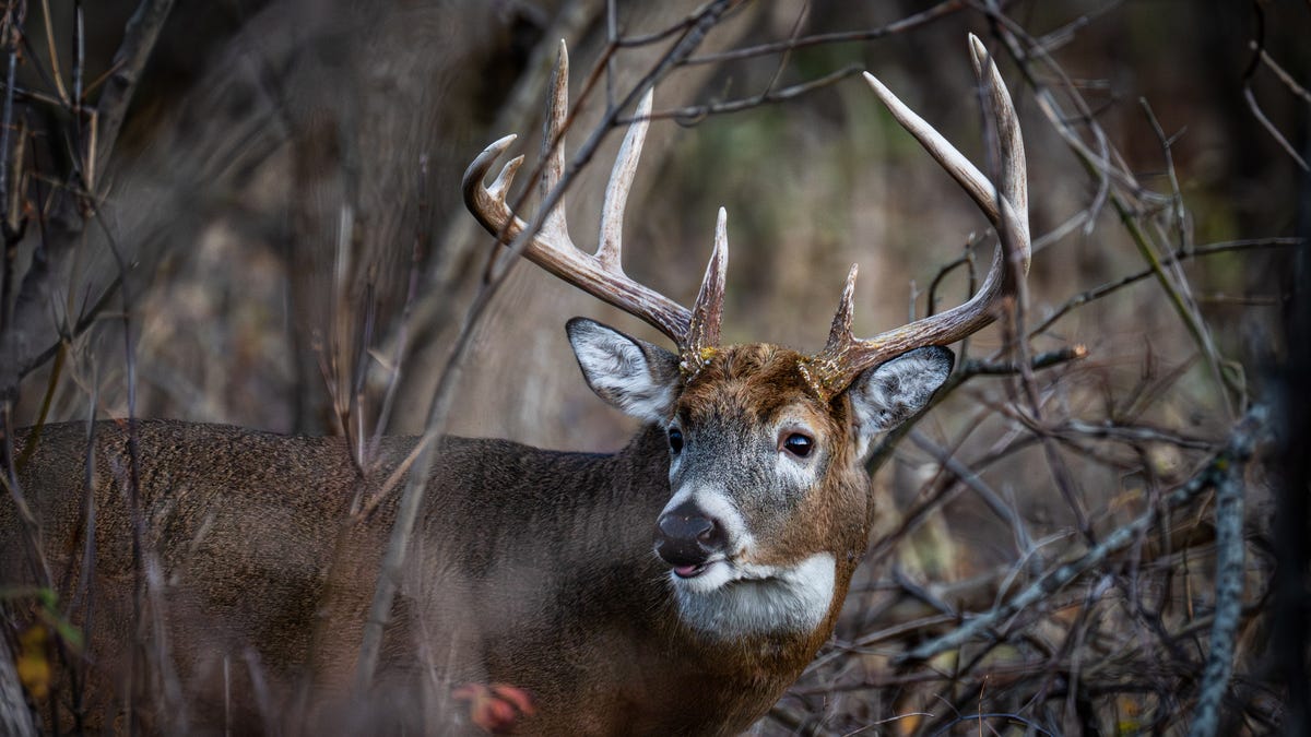 Mississippi deer population likely at record high. Hunters asked to shoot more Mississippi deer population likely at record high. Hunters asked to shoot more