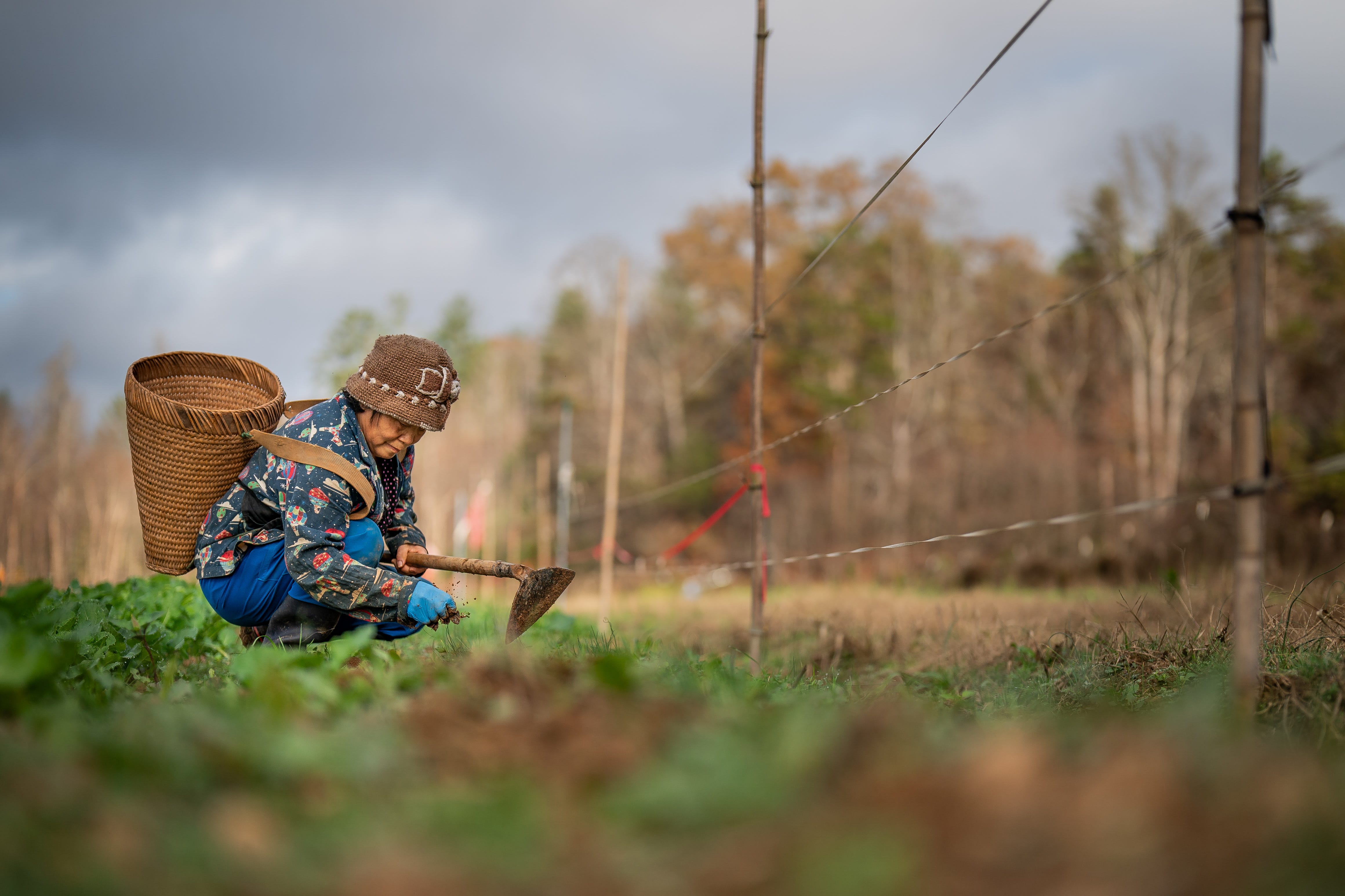 Shoua Vue tends to kale crops at her family's farm in Morganton, N.C., Friday, Nov. 8, 2024. The kale was planted after flood waters from Tropical Storm Helene destroyed many of the crops at the farm.