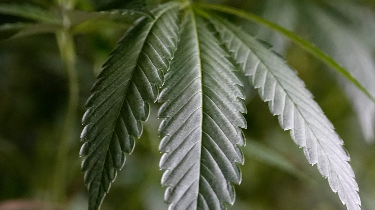 Newly filed bill could make recreational marijuana legal in Texas — with these limitations Newly filed bill could make recreational marijuana legal in Texas — with these limitations