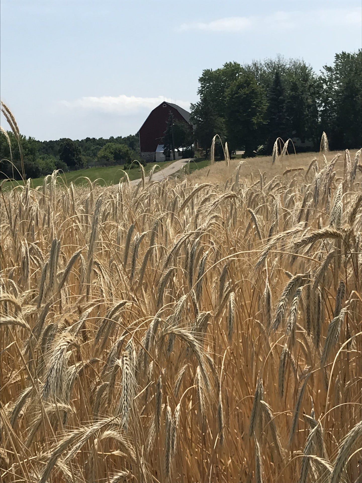 The overall economic impact of Wisconsinâ€™s dairy industry is bigger than ever, and dairy remains the leading sector of Wisconsin agriculture.