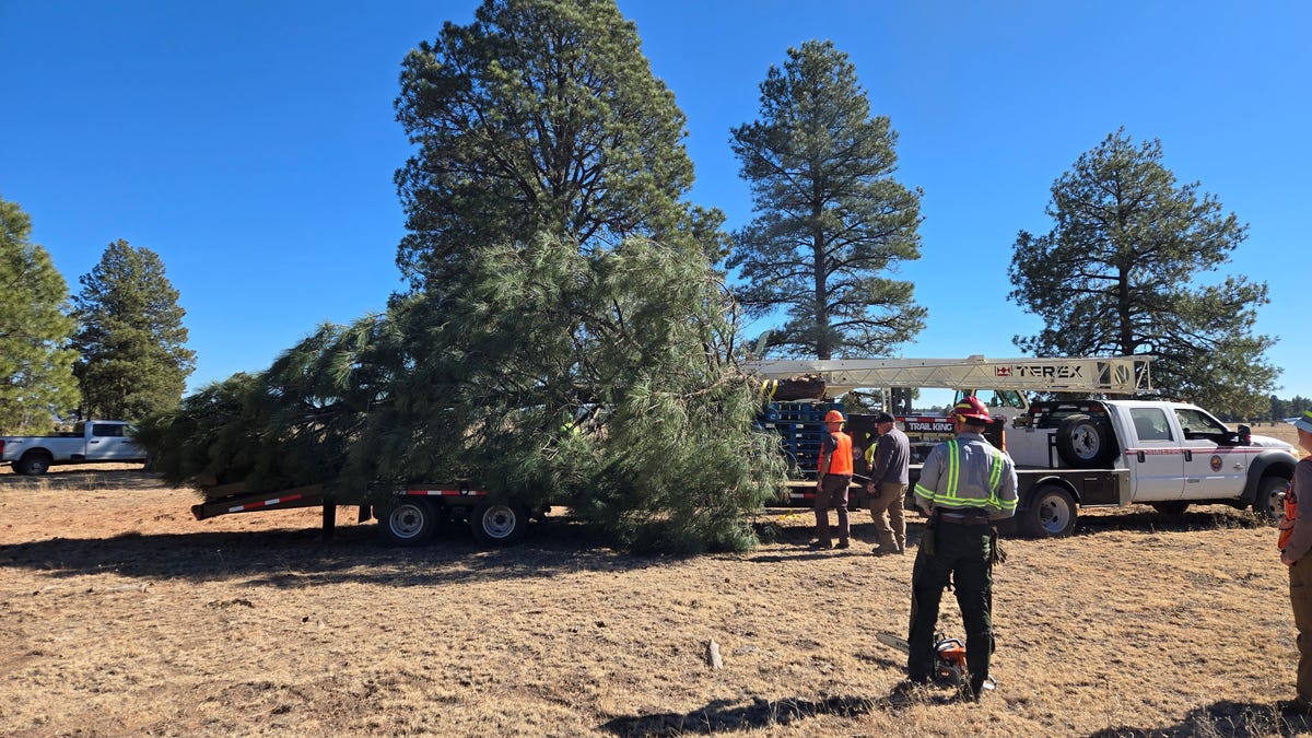 Gigantic evergreen tree brings Christmas spirit to Arizona Capitol. How it got there Gigantic evergreen tree brings Christmas spirit to Arizona Capitol. How it got there