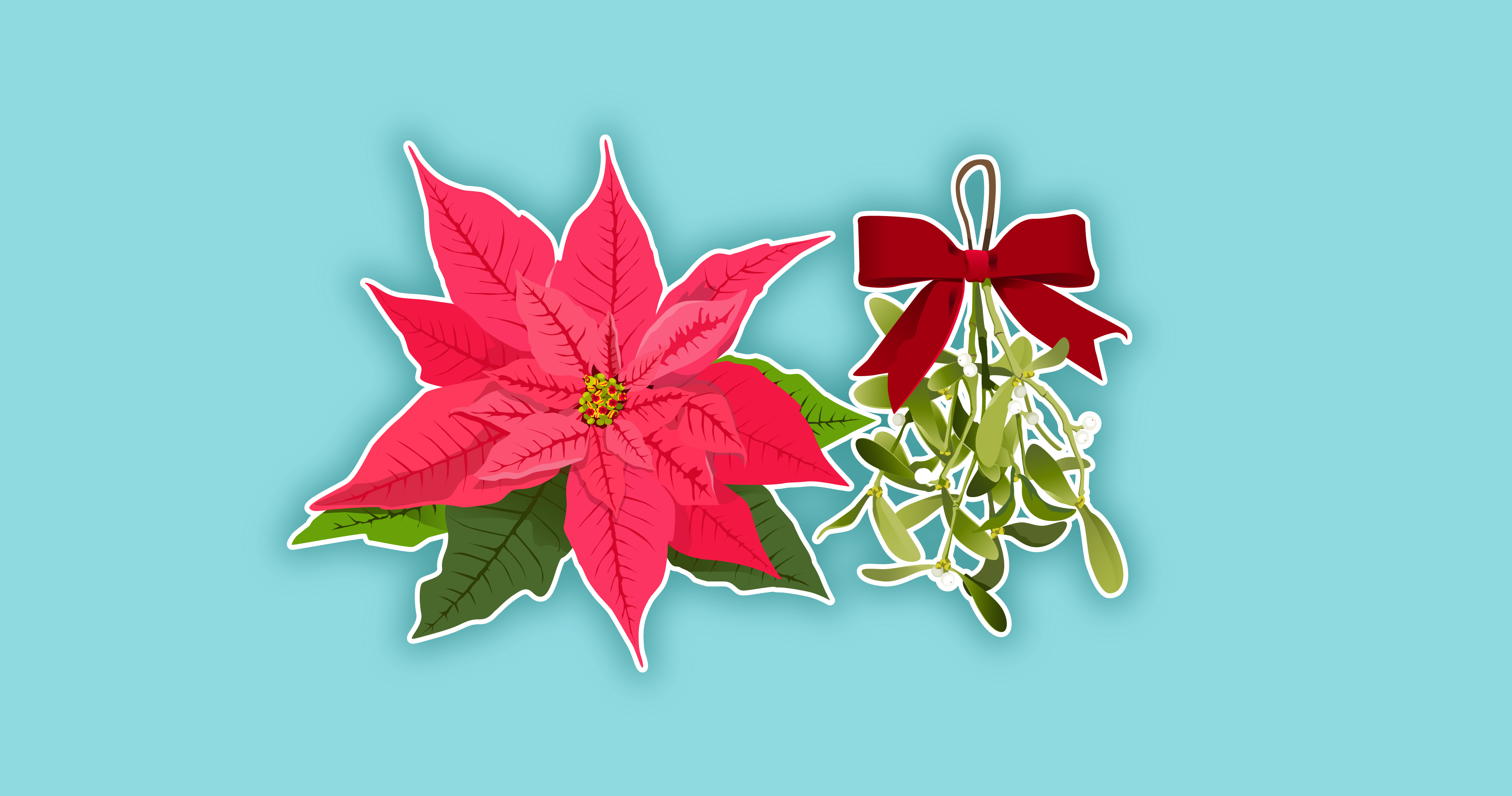 We explain the history of the poinsettia and mistletoe during the holiday season.