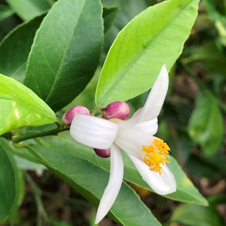 Meyer lemon trees, with their fragrant blossoms and delicious fruit, are a gift that keeps on giving for gardeners and chefs alike.