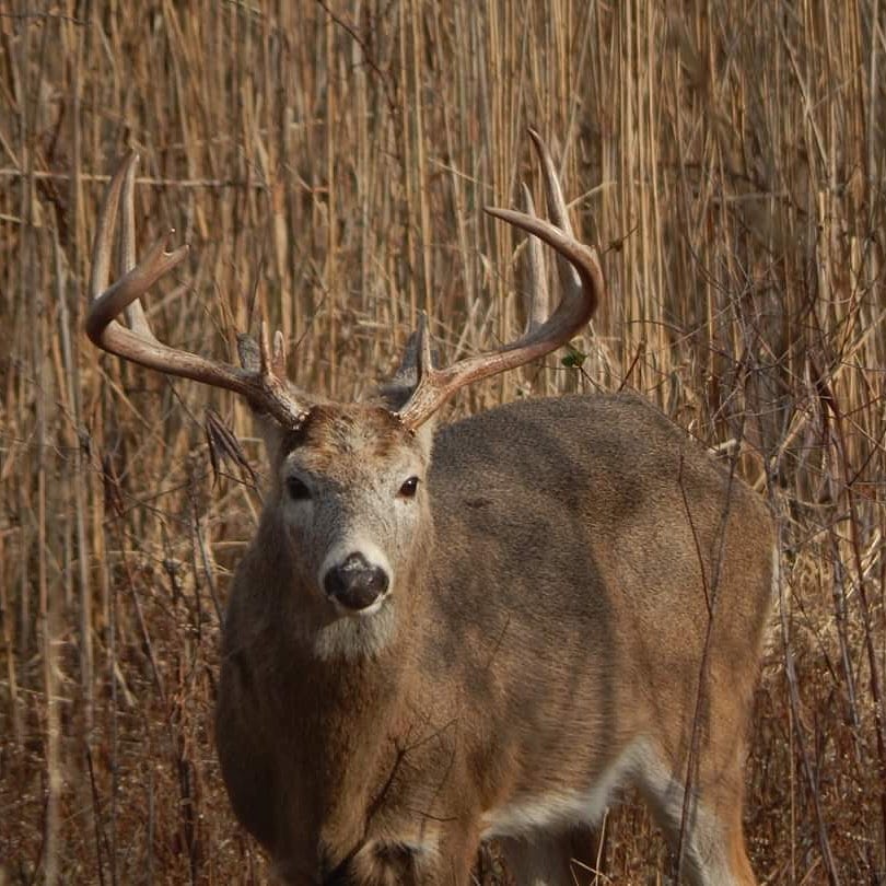 ODNR seeks public input on bag limits as Ohio deer hunting season starts ...