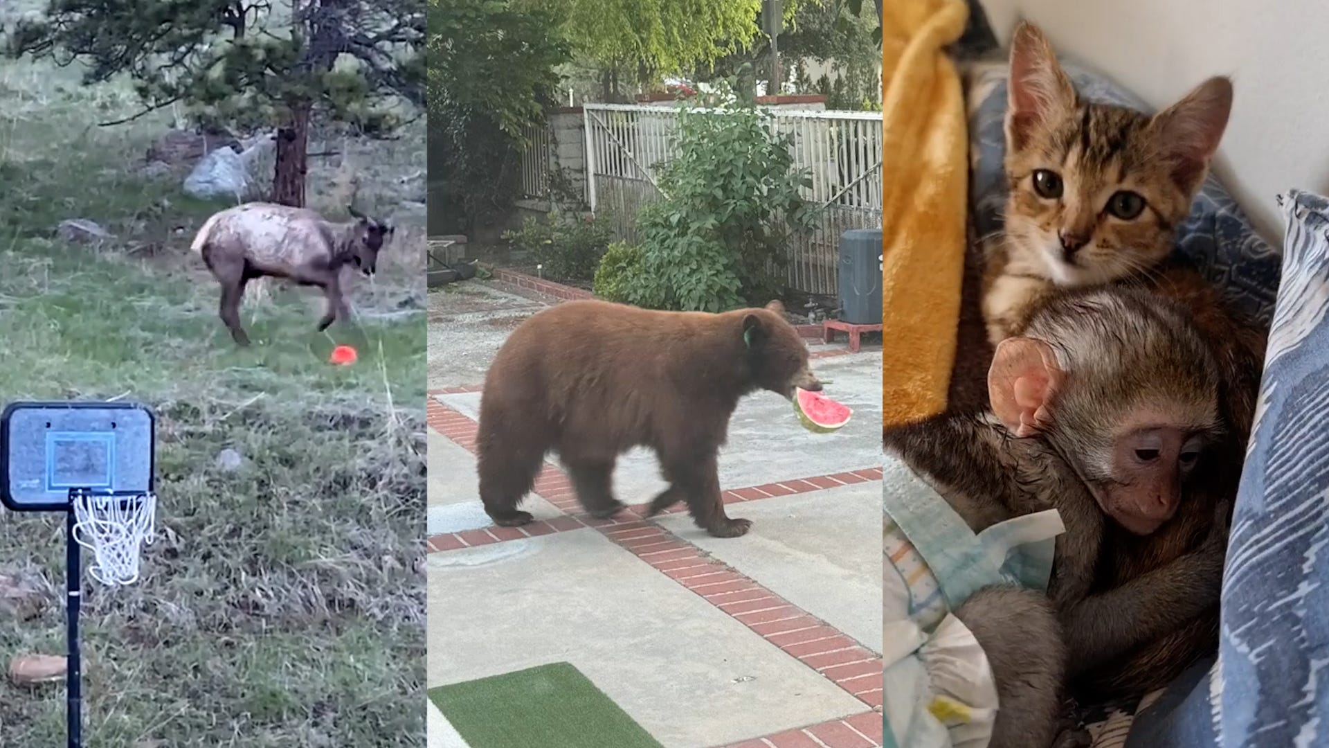 Special wildlife moments that will make you smile