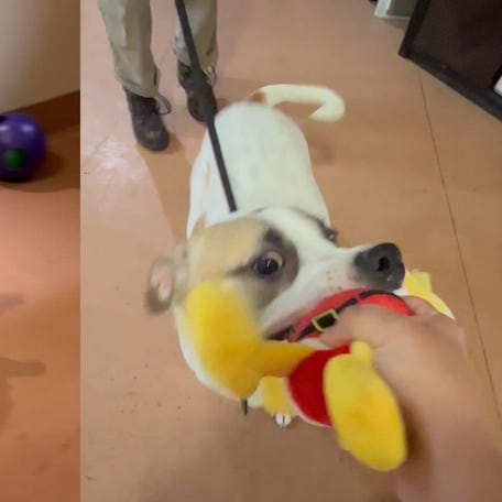Shelter dogs pick their own Christmas gifts at this Secret Santa party