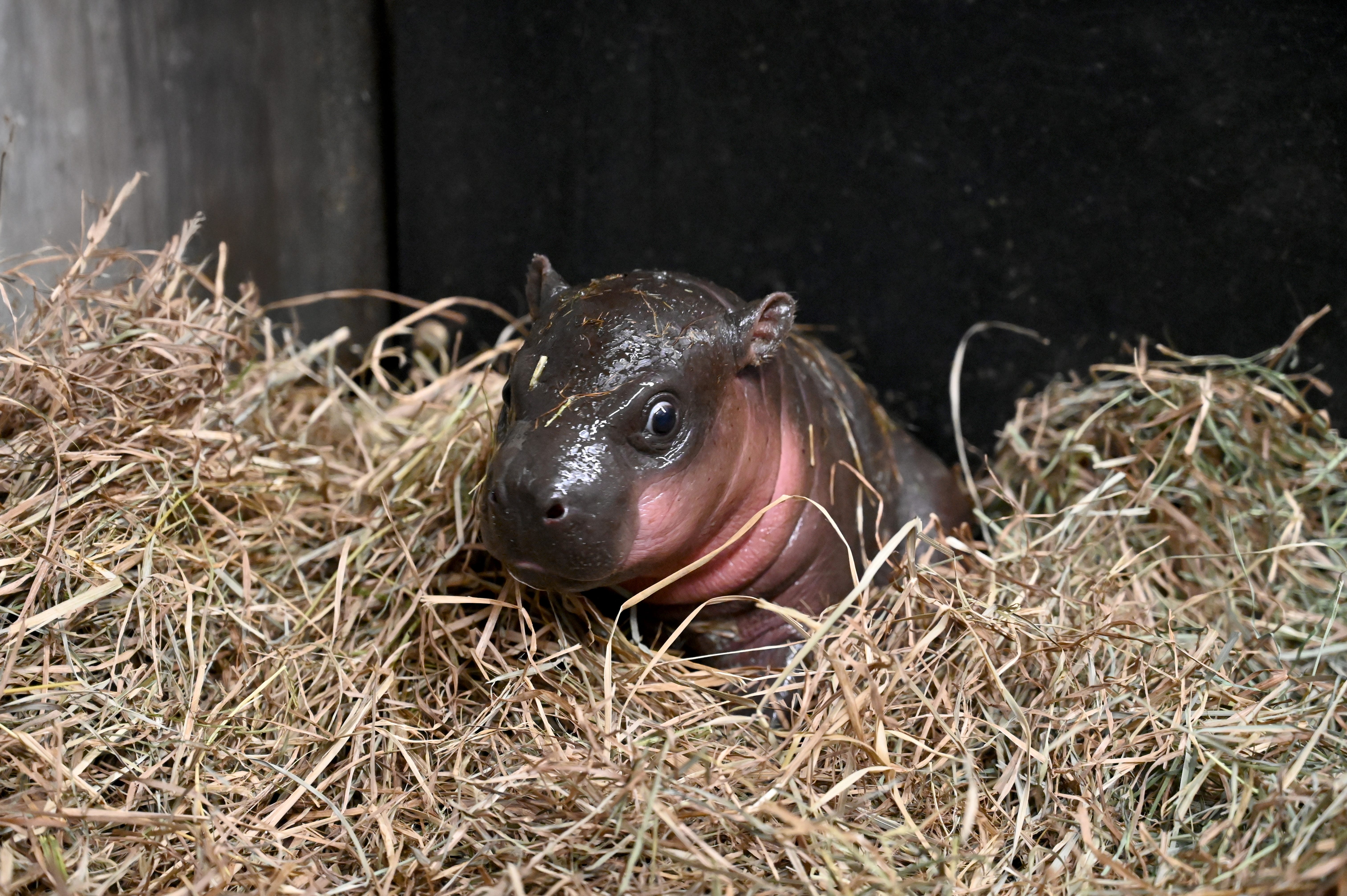 A female baby pygmy hippopotamus was born at the Metro Richmond Zoo in Virginia on Dec. 9, 2024.