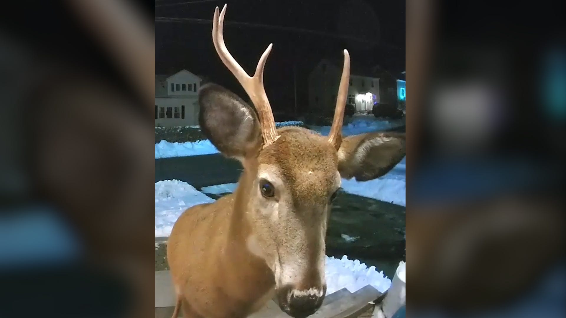 TRND DEER EATING PLANTS CAUGHT ON CAM