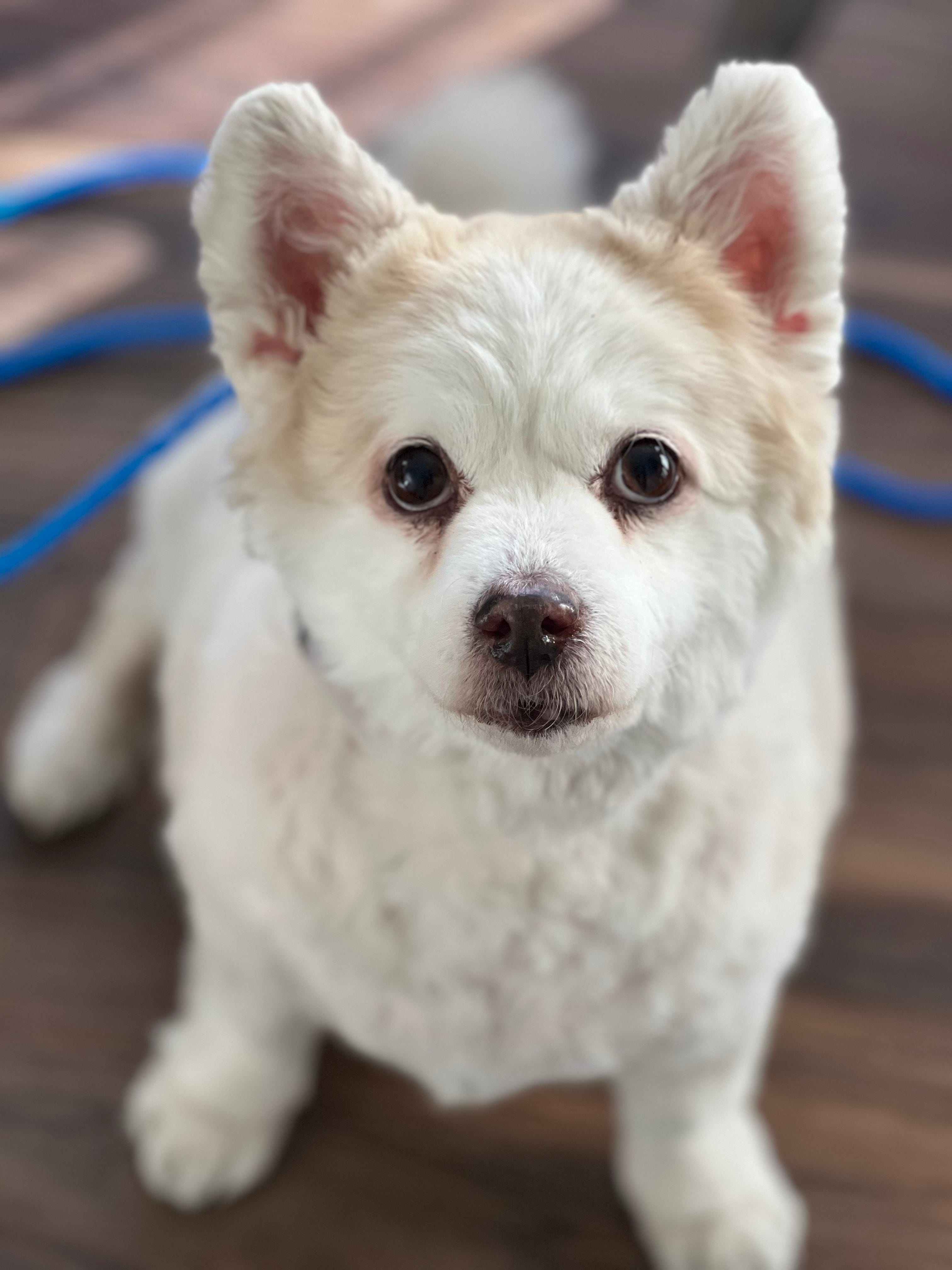 A puppy evacuated by Sacramento SPCA from Pasadena Humane during the Palisade Fire.