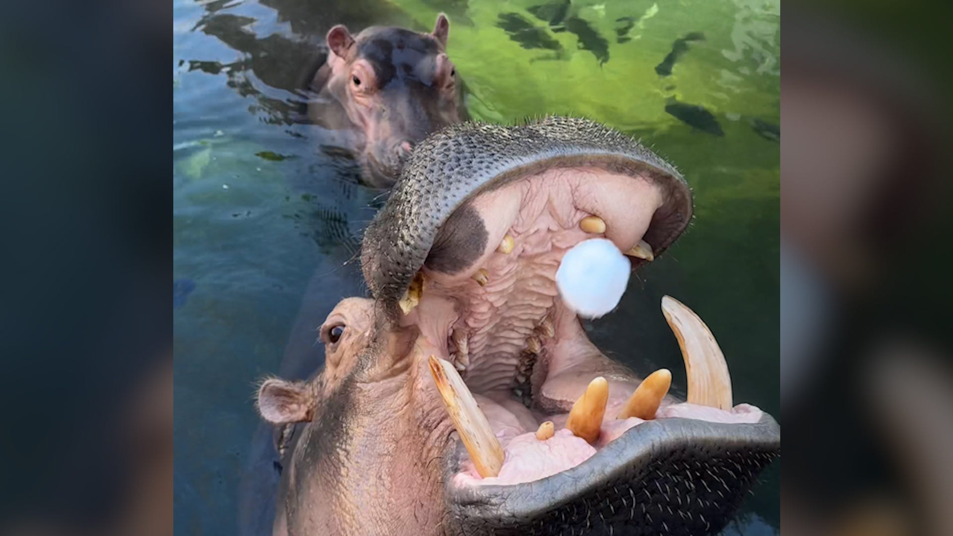 Beloved hippos Fiona and Fritz enjoy snow weather at Cincinnati Zoo