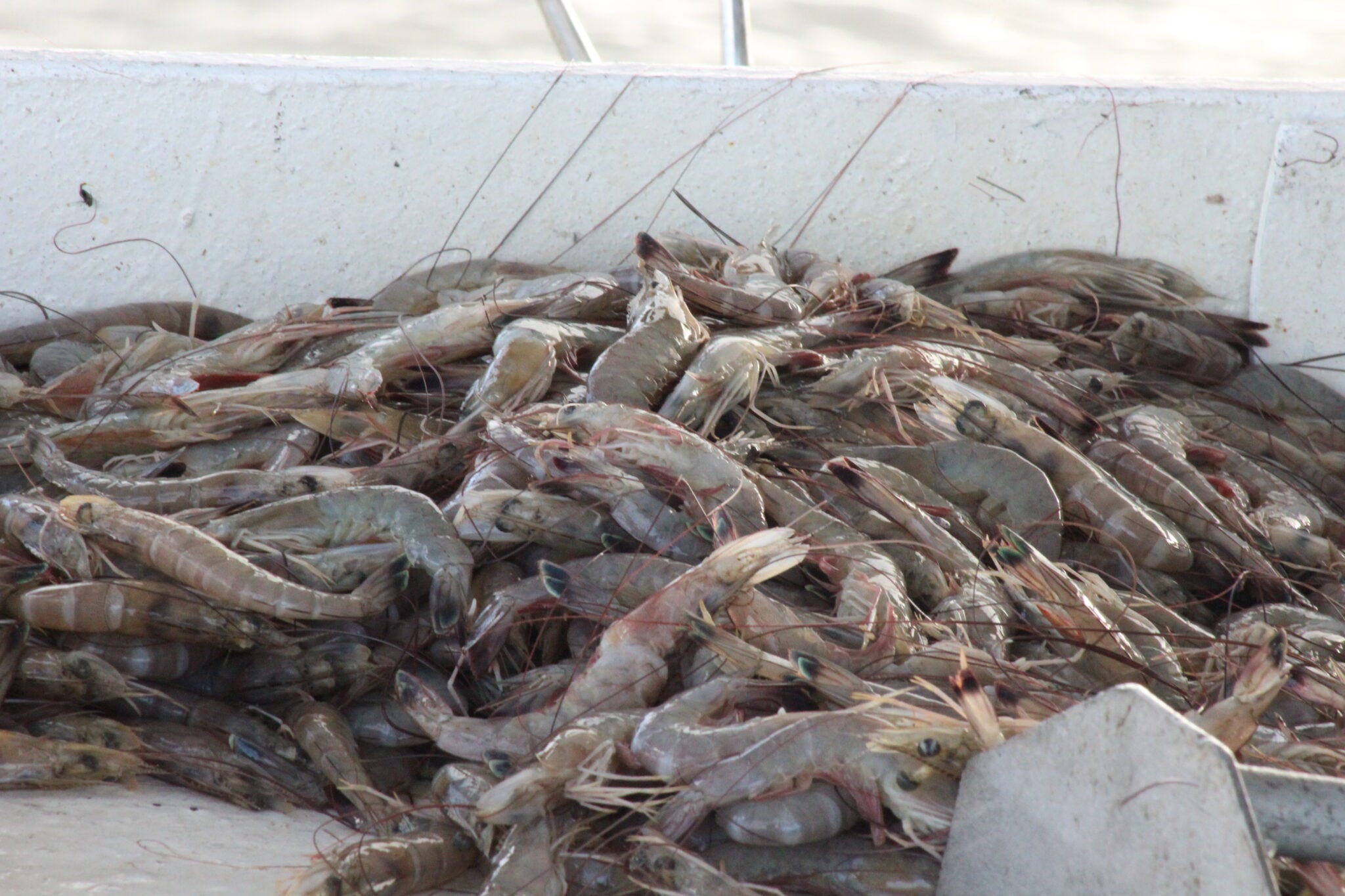A batch of wild caught Gulf of Mexico shrimp sits on a sorting table on shrimper Keo Nguyen's boat at a dock east of Lake Borgne prior to bringing it to a seafood market Tuesday, Oct. 24, 2023.