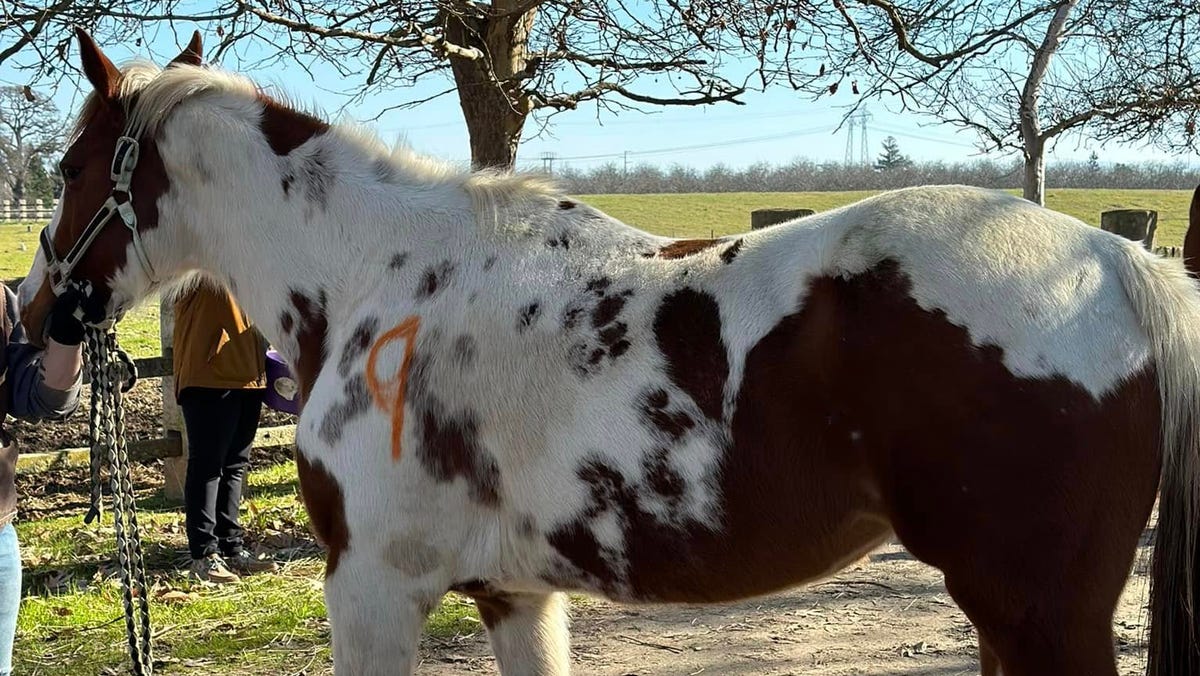 California woman arrested after 27 horses found dead, others emaciated, neglected California woman arrested after 27 horses found dead, others emaciated, neglected