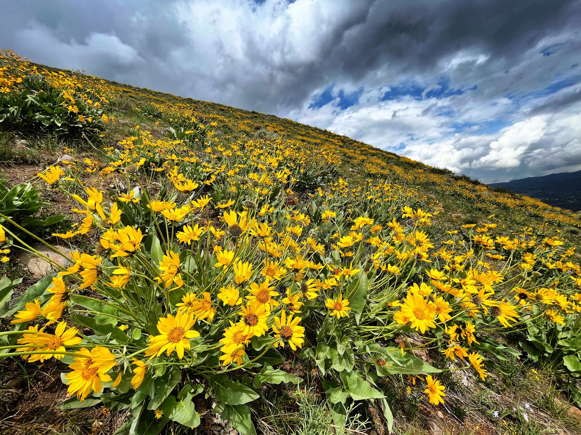 Wildflowers bloom all over the hillsides surrounding Reno during the spring of 2023.
