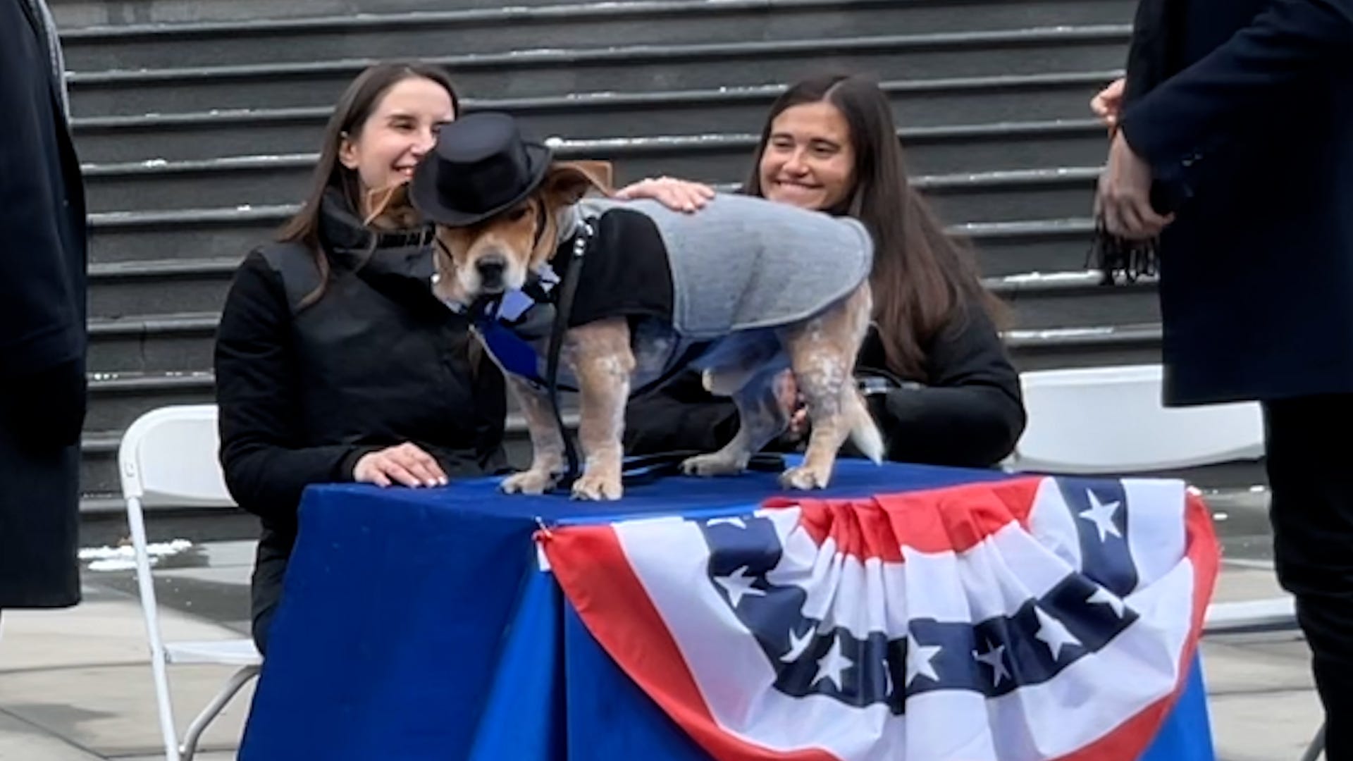 Honorary NYC Dog Mayor Simon at his indoguration outside City Hall in New York City on January 26, 2025.