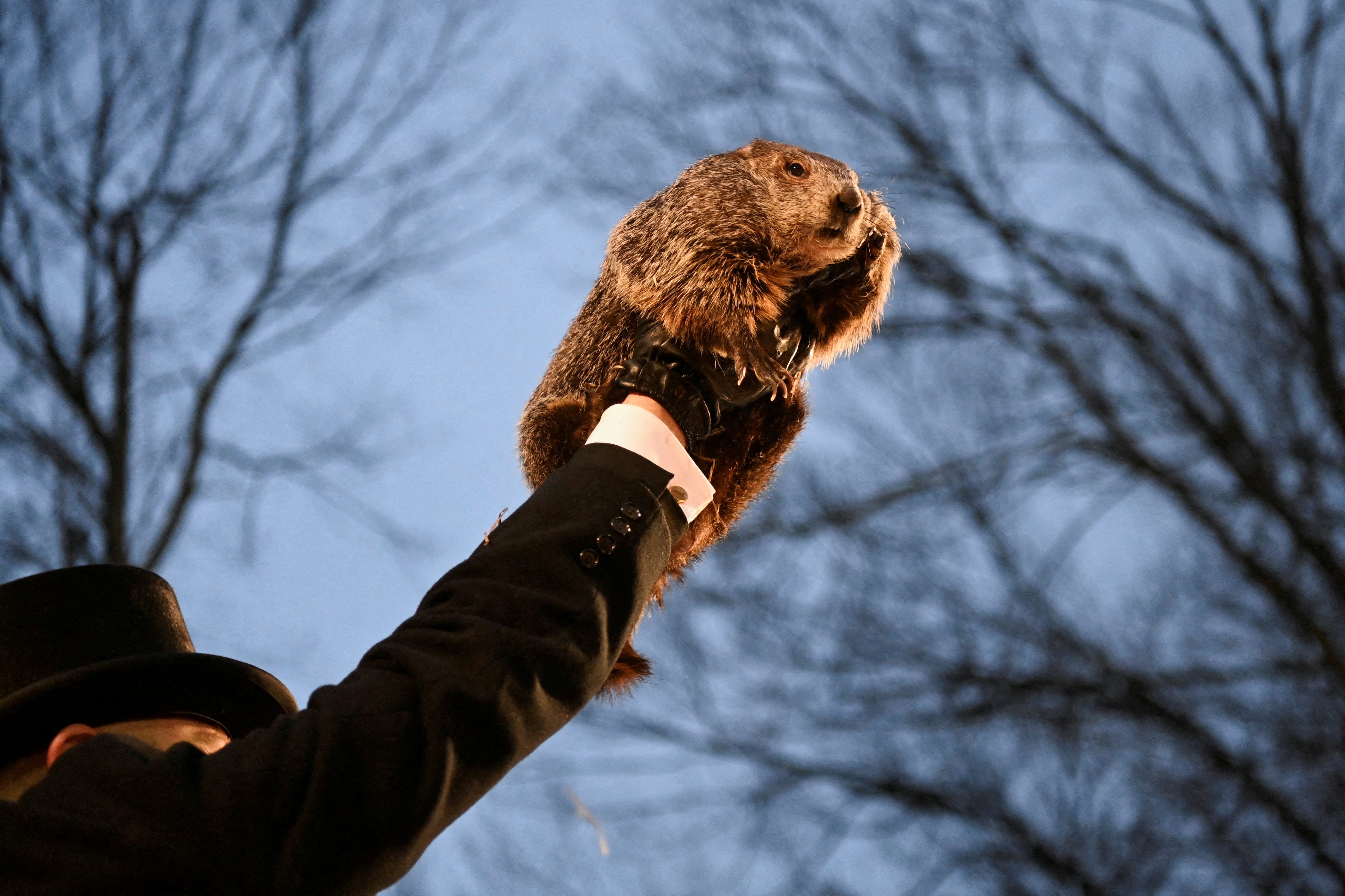 AJ Dereume holds up groundhog Punxsutawney Phil, as he makes his prediction on how long winter will last during the Groundhog Day Festivities, at Gobbler's Knob in Punxsutawney, Pennsylvania, U.S., February 2, 2024.