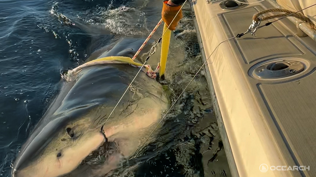 Colossal white shark tagged by OCEARCH, frequent Florida visitor, pings in rare location