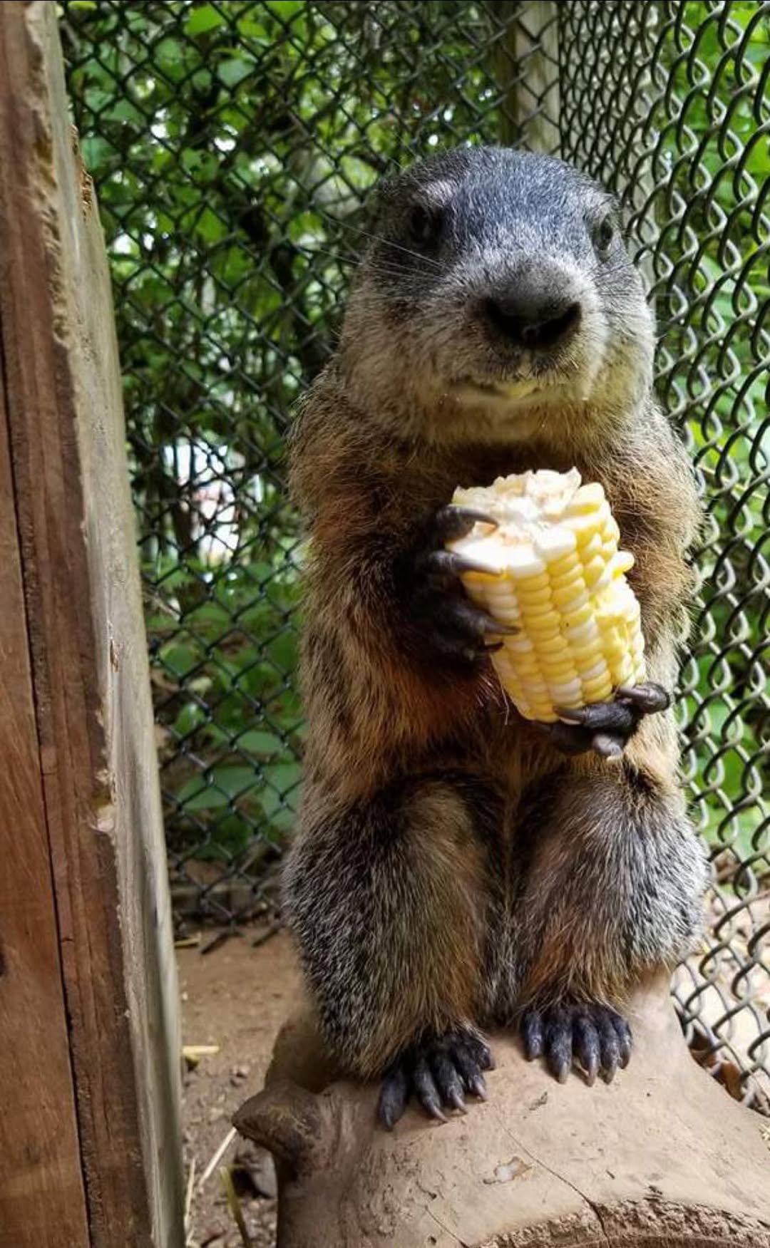 Are woodchucks good weather forecasters? Why you shouldn't count on them