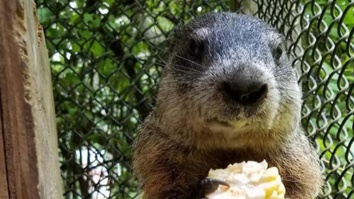 Are woodchucks good weather forecasters? Why you shouldn't count on them