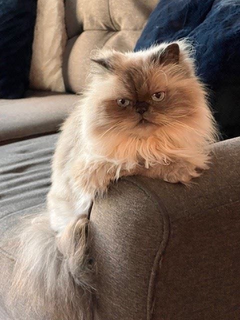 Chloe is from Webster, NY. Her owner shared: Watching the football game in comfort.