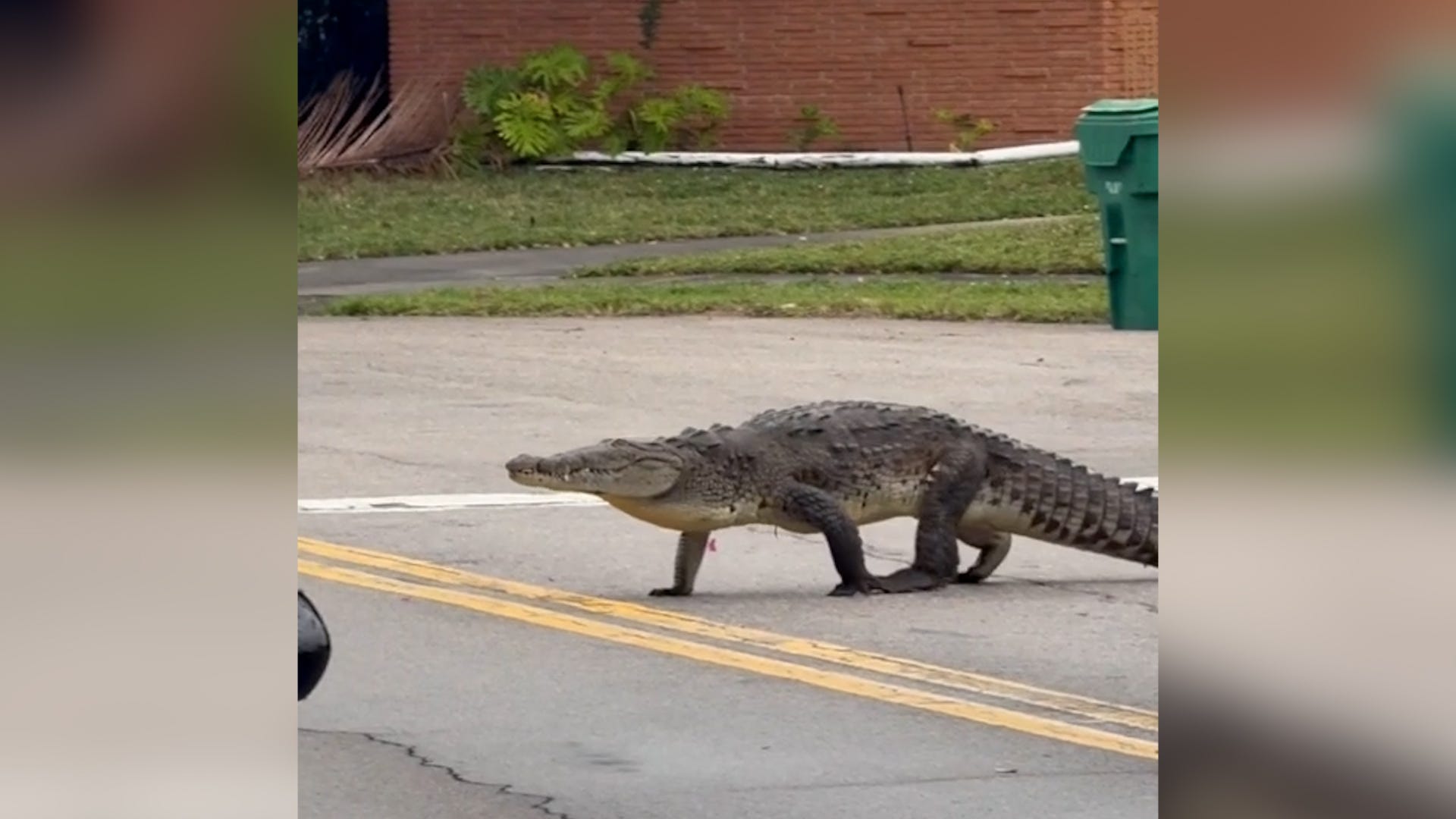 A crocodile was seen taking a stroll in a Miami neighborhood