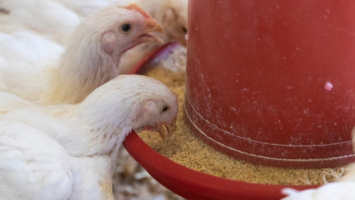 How has Wisconsin’s poultry been impacted by bird flu, hardest hit counties and more answers How has Wisconsin’s poultry been impacted by bird flu, hardest hit counties and more answers