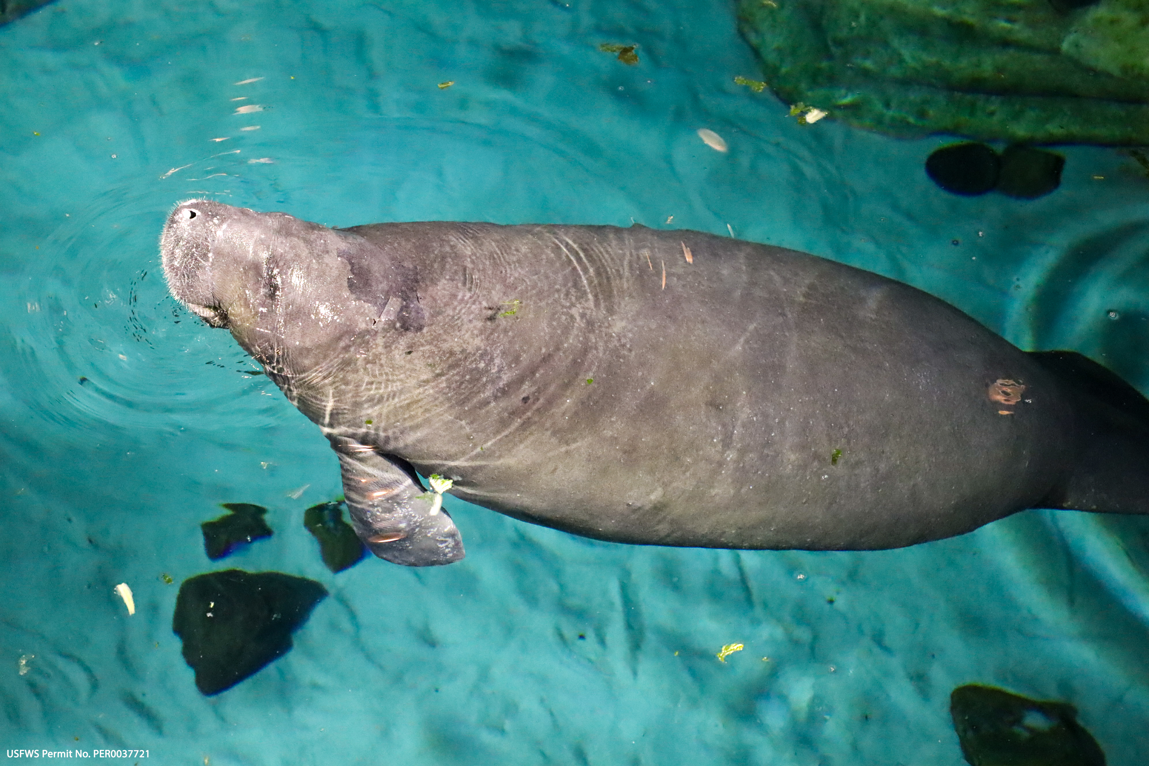 Disney World is now helping manatees with critical needs recover so they can return to the wild.