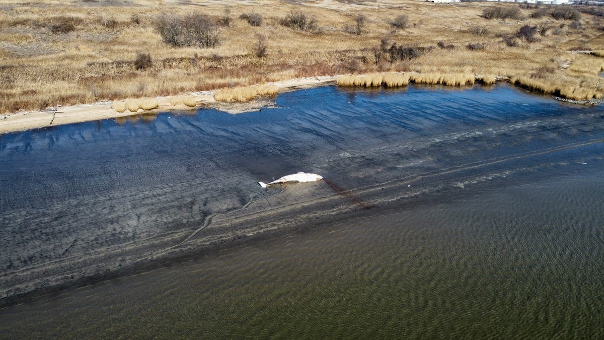 Marine animal washed up near Pigeon Point, Delaware Memorial Bridge. What we know Marine animal washed up near Pigeon Point, Delaware Memorial Bridge. What we know