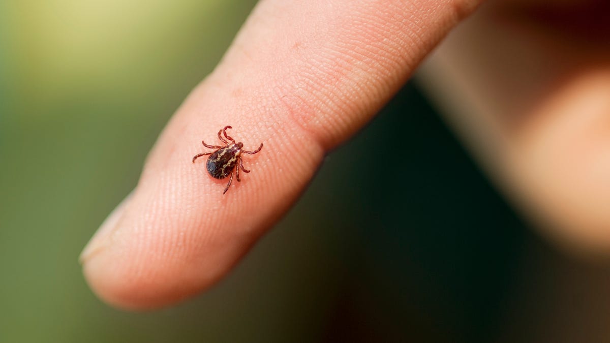 Michigan mites can spread disease. How to avoid them, stay safe in 2025 Michigan mites can spread disease. How to avoid them, stay safe in 2025