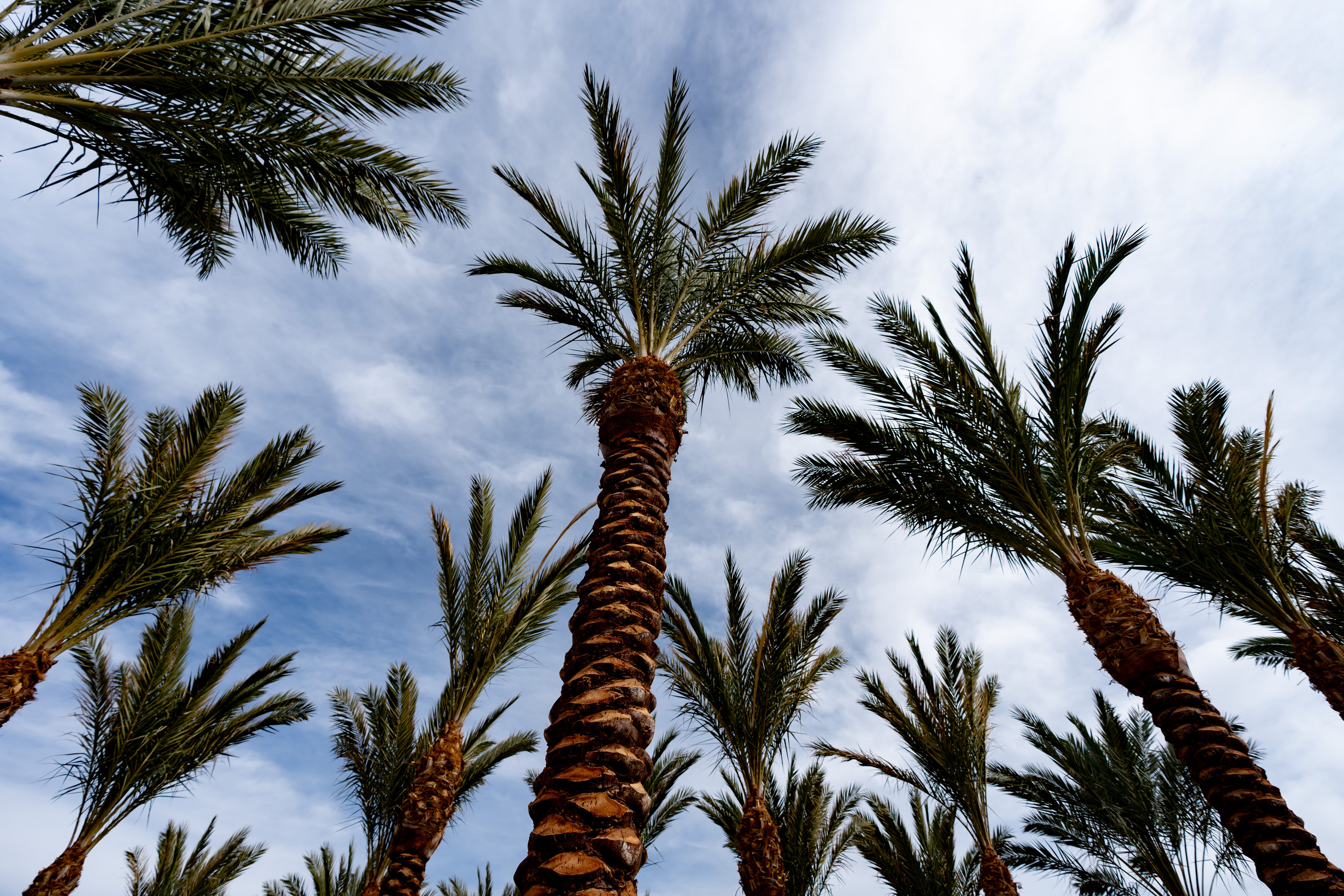 Homeowners in metro Phoenix cities must keep palm trees trimmed or face fines for excessive dead fronds under local maintenance rules